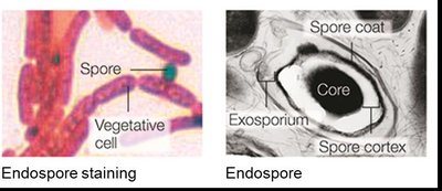 Endospore staining and structure