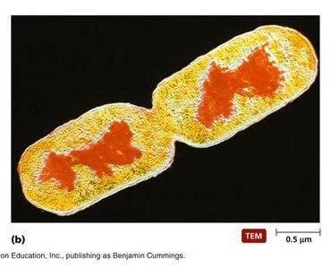 TEM image of binary fission