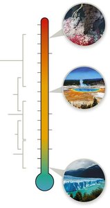 Temperature ranges for microbial growth