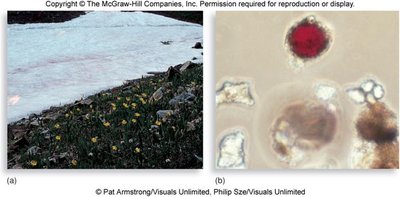 Psychrophiles in cold environments