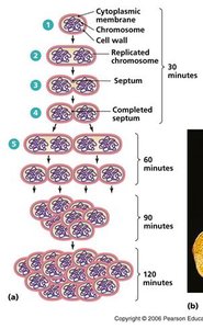 Steps of binary fission