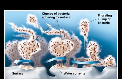 Diagram of biofilm development