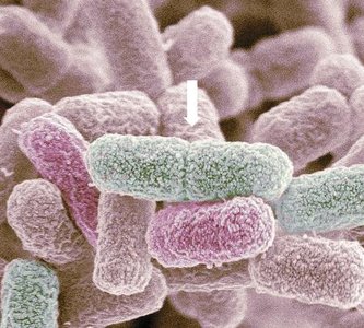 Bacteria dividing by binary fission