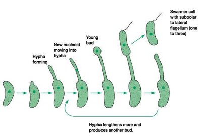 Diagram of bacterial budding