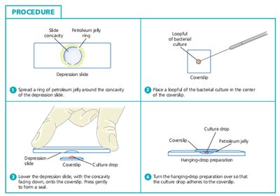 Hanging drop slide preparation procedure