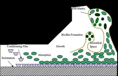 Diagram of biofilm formation and EPS matrix
