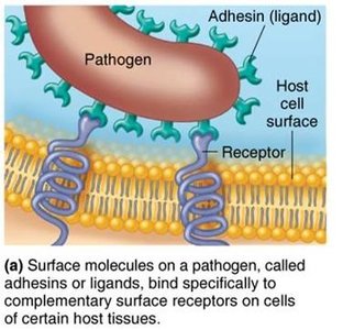 Diagram showing adhesin (ligand) binding to host cell receptor