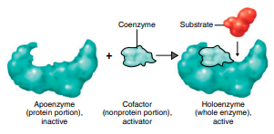 Apoenzyme, cofactor, holoenzyme