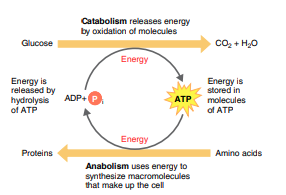 ATP cycle in catabolism and anabolism