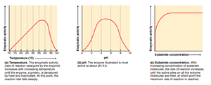 Graphs of enzyme activity vs temperature, pH, substrate concentration