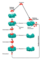Denatured protein diagram