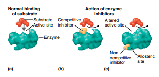 Enzyme inhibition mechanisms