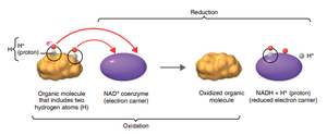 NAD+ as electron carrier in redox reactions