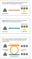 Catabolic and anabolic pathways