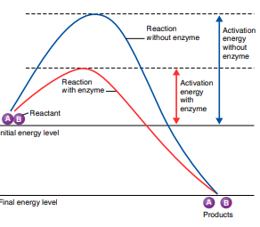 Activation energy diagram
