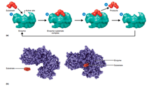 Enzyme-substrate complex formation
