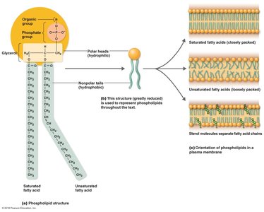 Phospholipid structure and membrane orientation