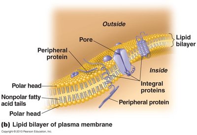 Lipid bilayer of plasma membrane