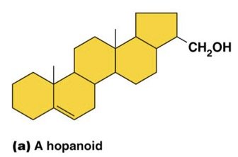 Sterol structure (cholesterol)