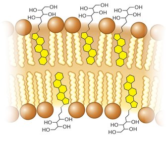 Hopanoids in plasma membrane