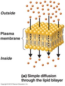 Simple diffusion through lipid bilayer