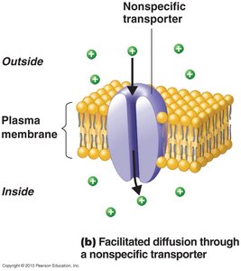 Facilitated diffusion through nonspecific transporter