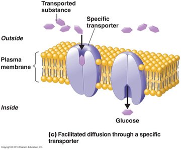 Facilitated diffusion through specific transporter