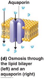 Osmosis through lipid bilayer and aquaporin