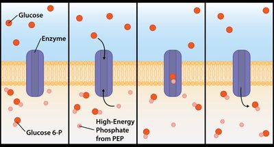 Group translocation (active transport)