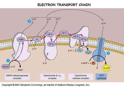 Electron transport chain in plasma membrane
