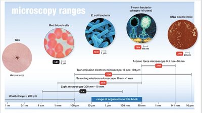 Microscopy ranges and organism sizes