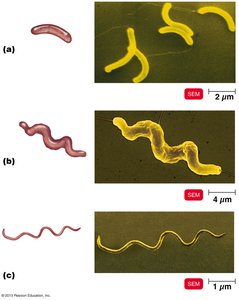 Spiral bacteria types