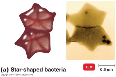 Star-shaped bacteria