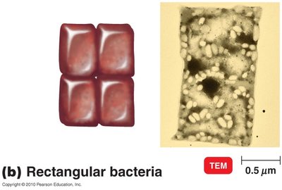 Rectangular bacteria