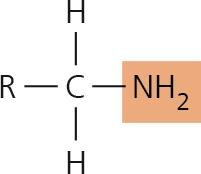 Organic phosphate functional group