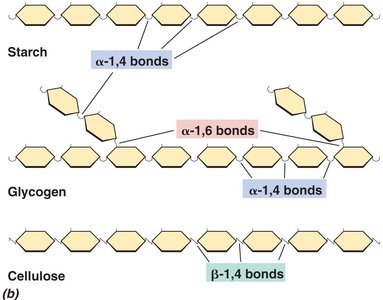 Polysaccharide types: starch, glycogen, cellulose