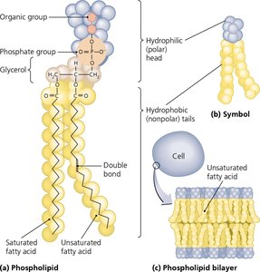 Phospholipid structure and bilayer