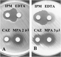 Kirby-Bauer test showing synergism between antimicrobial agents