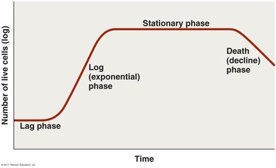 Microbial growth curve
