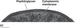 Gram-positive bacterial cell envelope