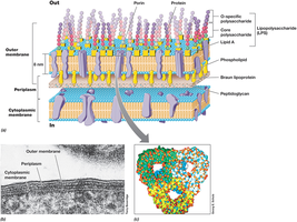 Gram-negative outer membrane structure