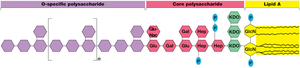 Structure of lipopolysaccharide (LPS)