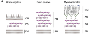 Comparison of cell wall structures: Gram-negative, Gram-positive, Mycobacteria