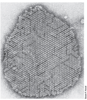 S-layer structure