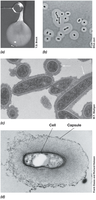 Bacterial capsules and slime formation