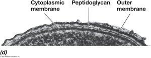 Gram-negative bacterial cell envelope
