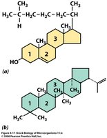 Sterol and hopanoid structures