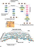 Peptidoglycan structure and cross-linking