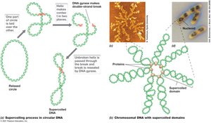 Supercoiling in circular DNA