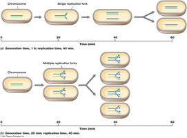 Multiple replication forks in prokaryotic replication